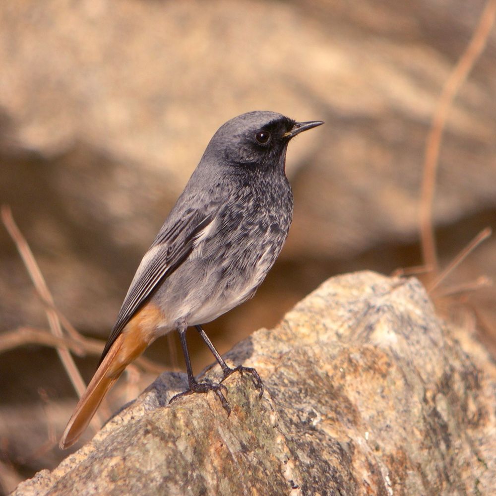 Rougequeue noir © Aurelien Audevard