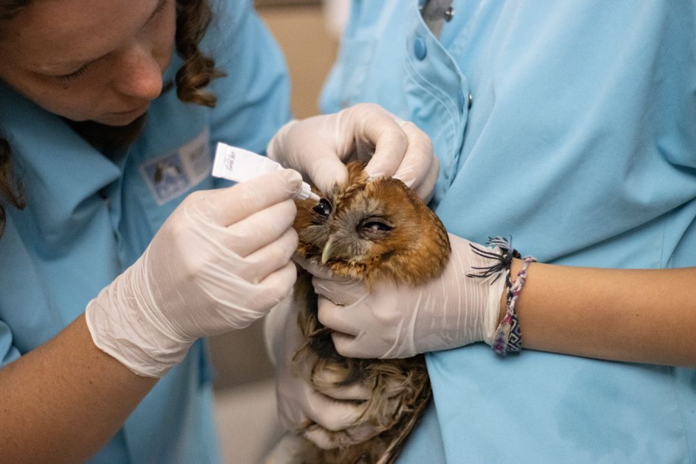 Soins oculaires sur une Chouette Hulotte ©Anaïs Thomas