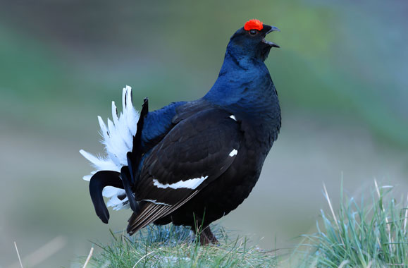 Tétras lyre © Aurélien Audevard