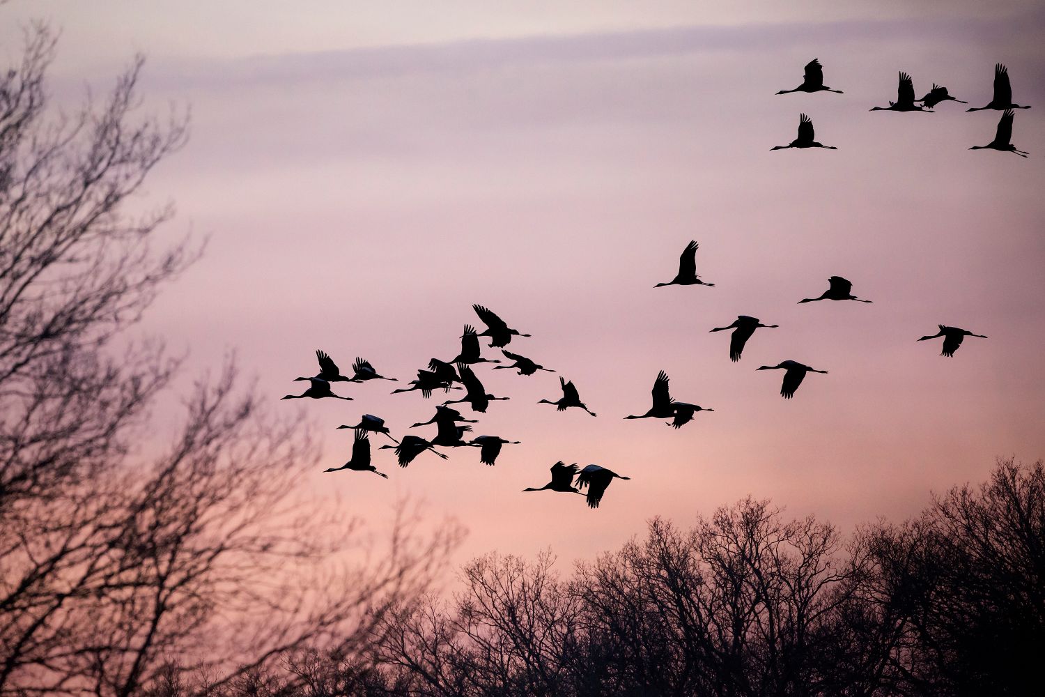 Vol de grues © André Simon
