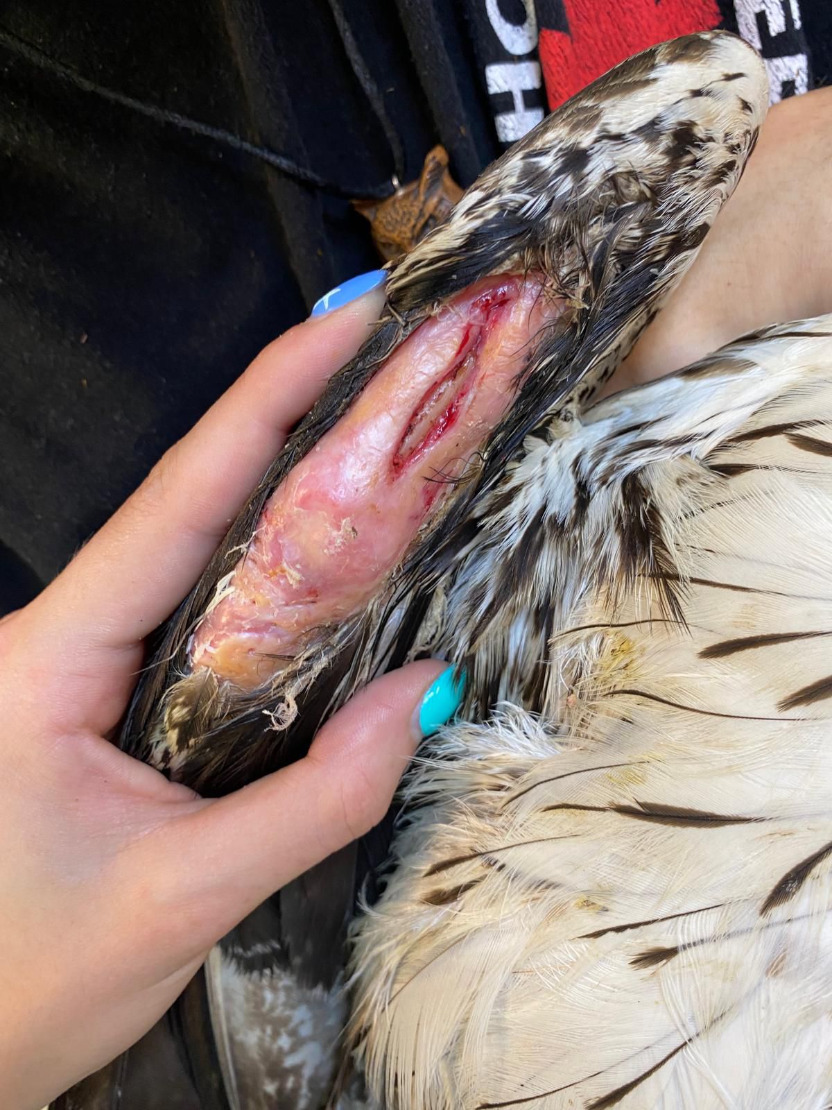 La plaie se referme au fil des semaines grâce aux soins ©Justine Chopin