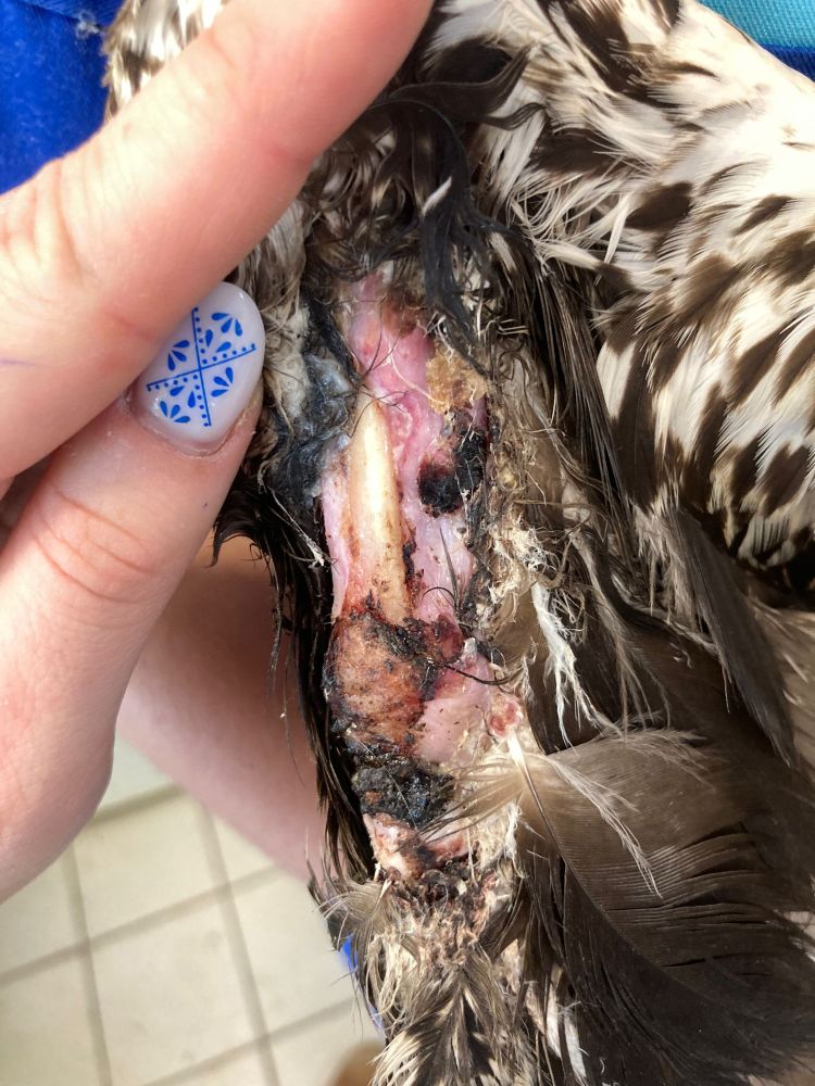 Plaie de l'aigle à son arrivée ©Loriane Aubinais