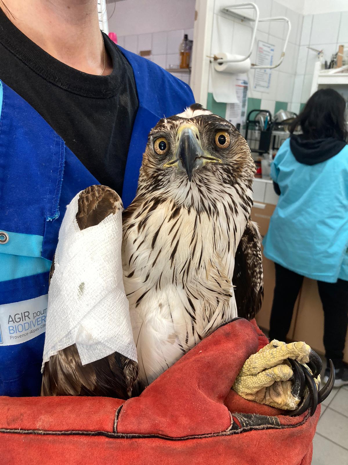 Aigle de Bonelli à son arrivée au Centre de sauvegarde ©Loriane Aubinais