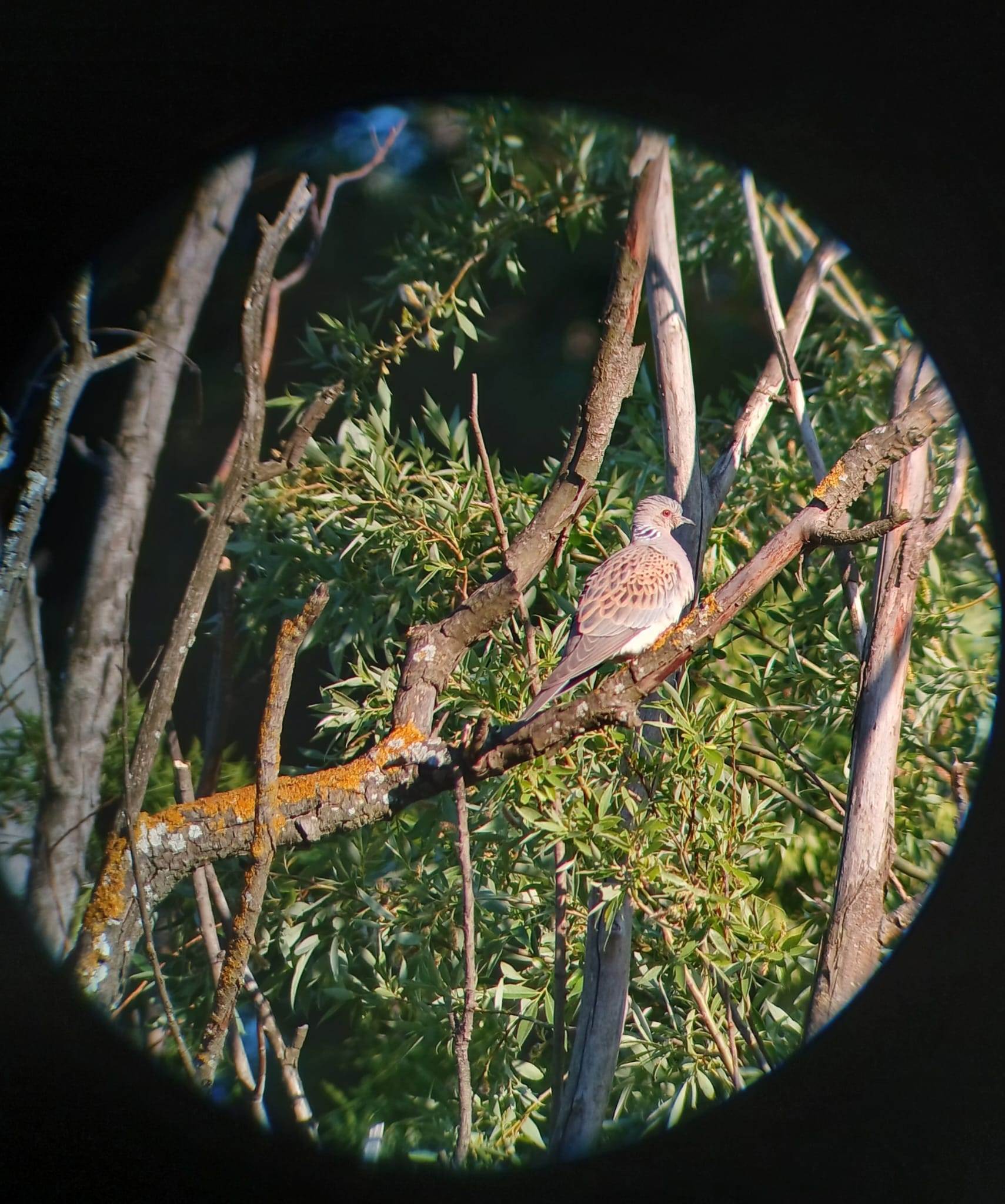Tourterelle des bois (c) L.Brenière