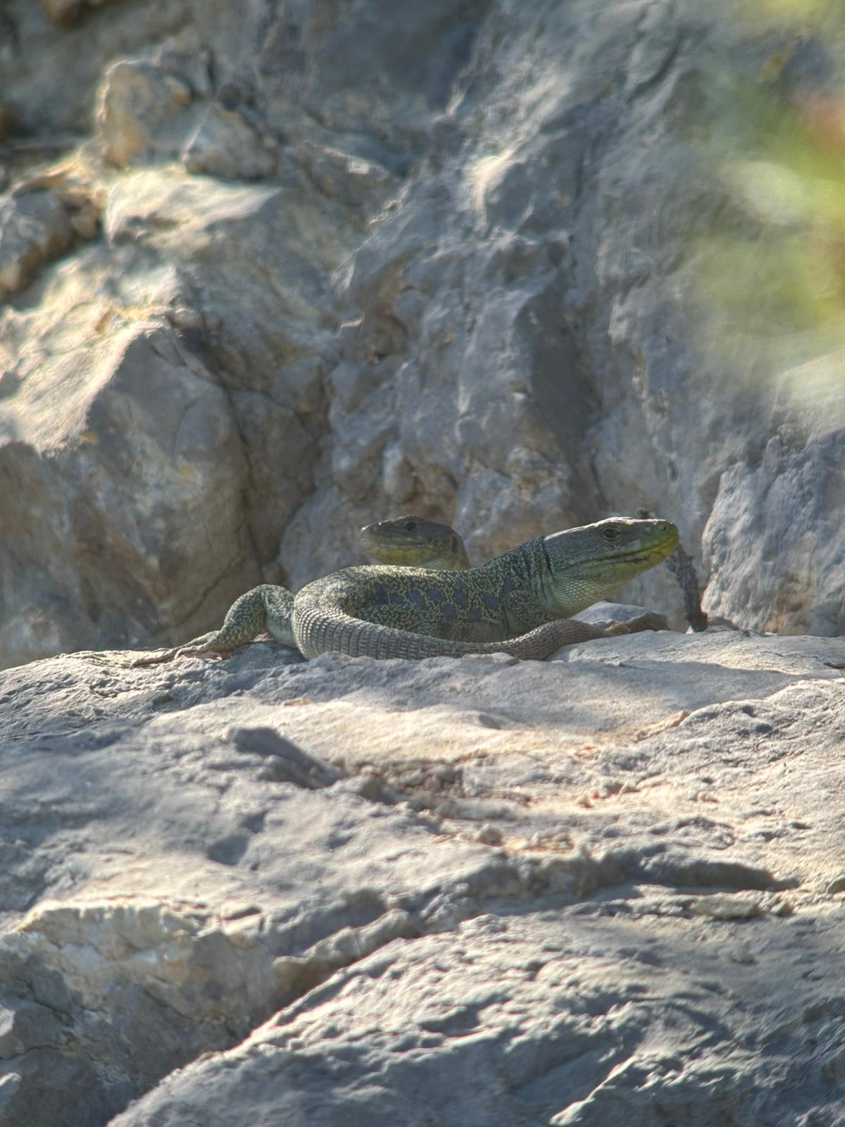 Un Lézard ocellé © L. Bichot