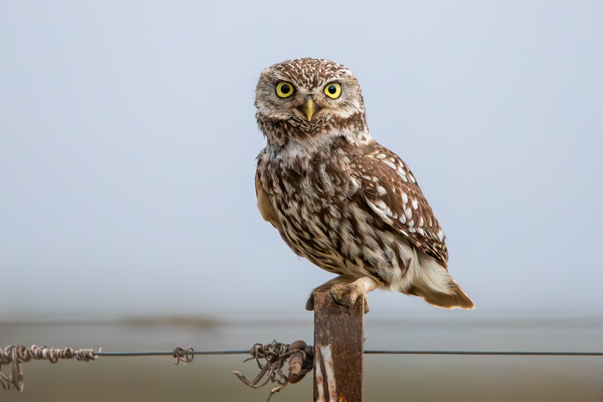 Chevêche d’Athéna © Anaëlle Francia