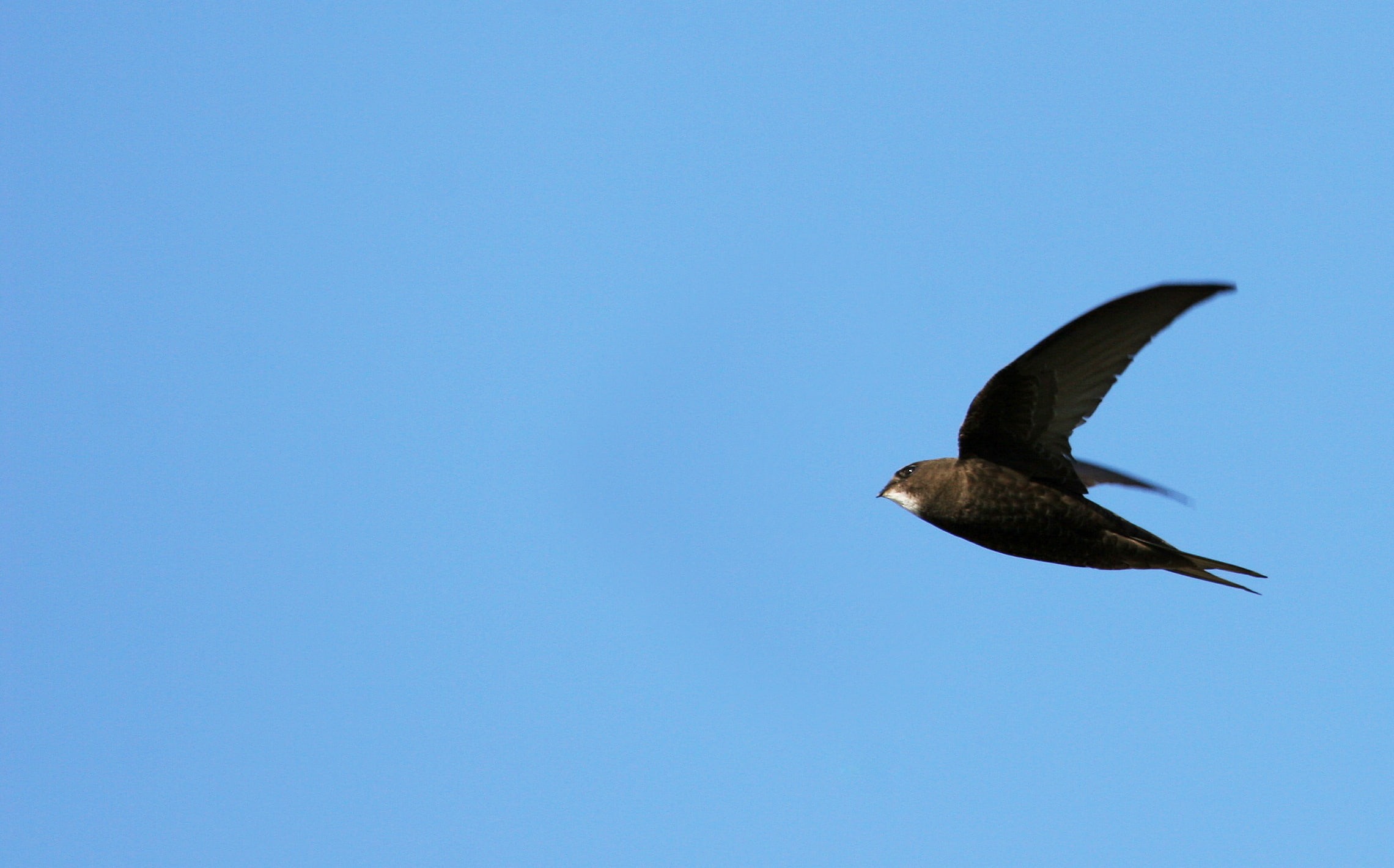 Martinet noir © Aurélien Audevard