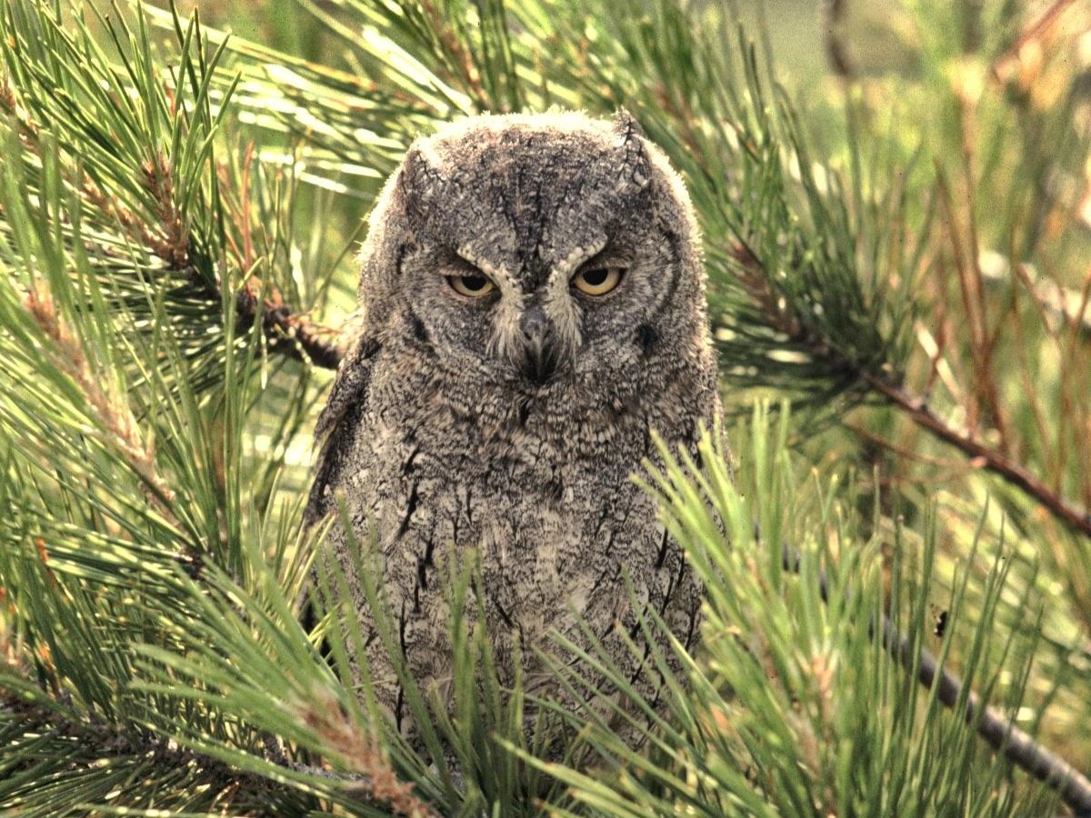 2008 petit duc scops frank dhermain