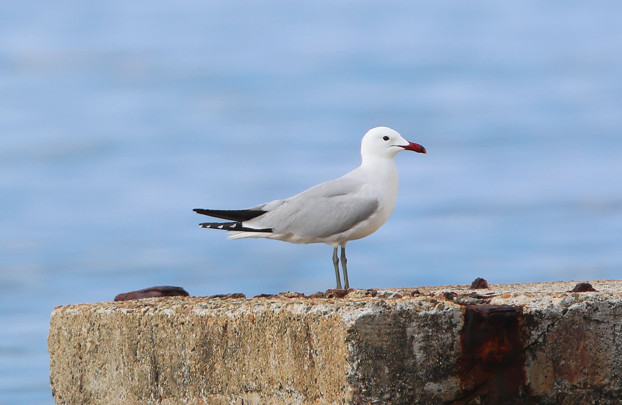 Goéland d'Audouin © Alexandre Van Der Yeught