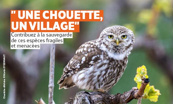 Chevêche d'Athéna © Martin STEENHAUT