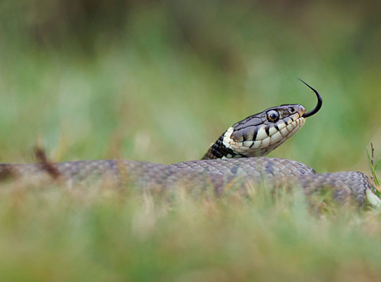 Couleuvre helvétique © Nicolas Bastide
