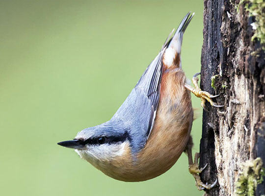 Sittelle torchepot © André Simon