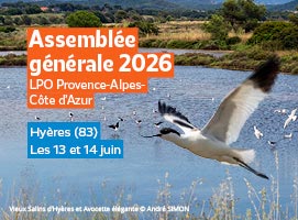 Salins d'Hyères et Avocette élégante © André SIMON
