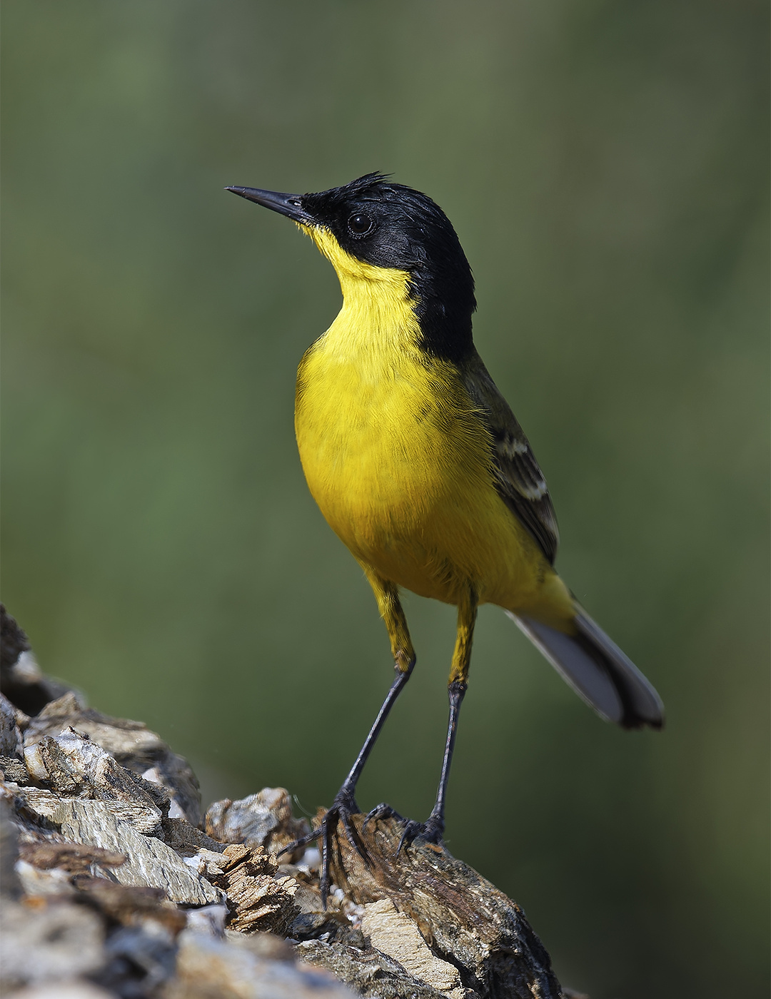 Bergeronnette des Balkans © Aurélien Audevard