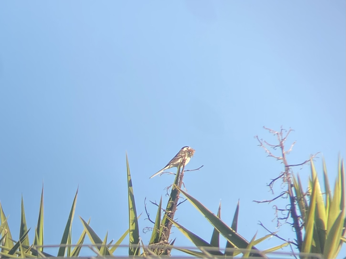 Bergeronnette grise © Emma Demeaux