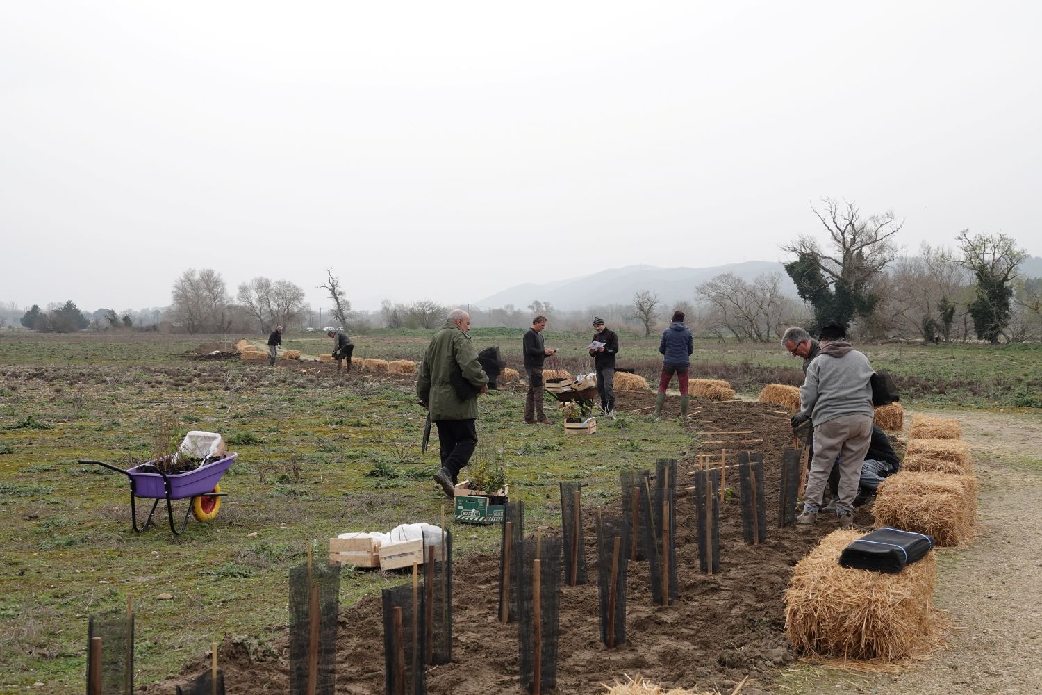 Chantier de plantation d'une haie - Anaëlle FRANCIA