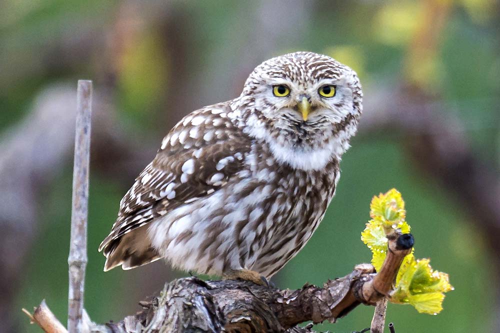 Chevêche d'Athéna - Martin STEENHAUT