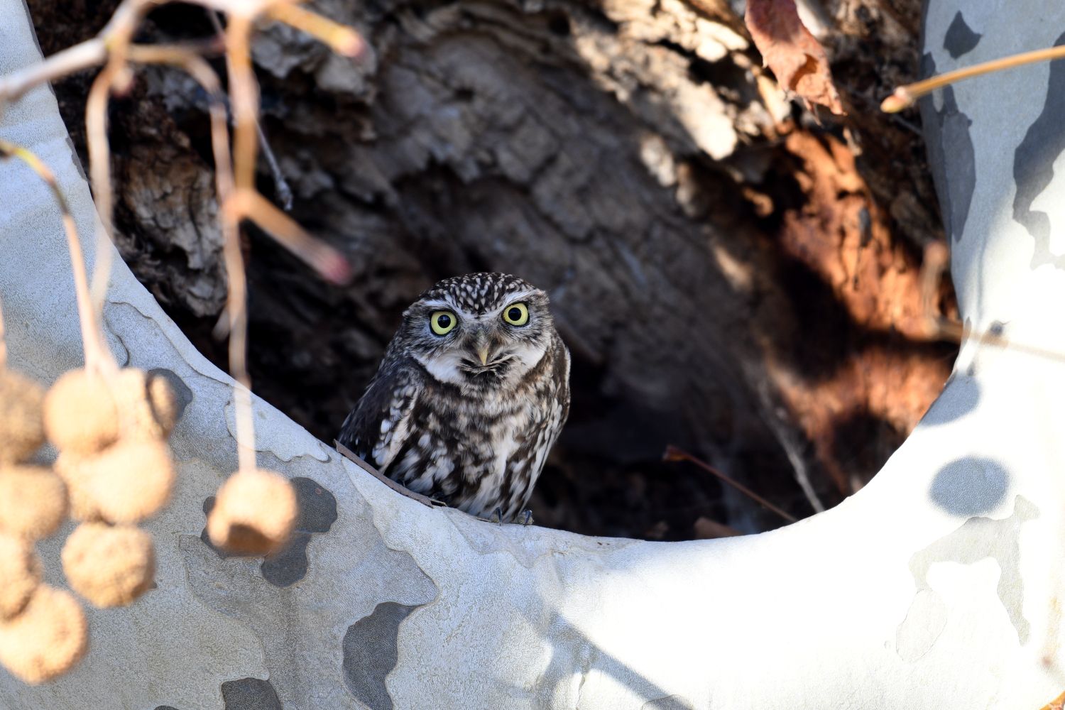 Chevêche d’Athéna © Grégory Delaunay