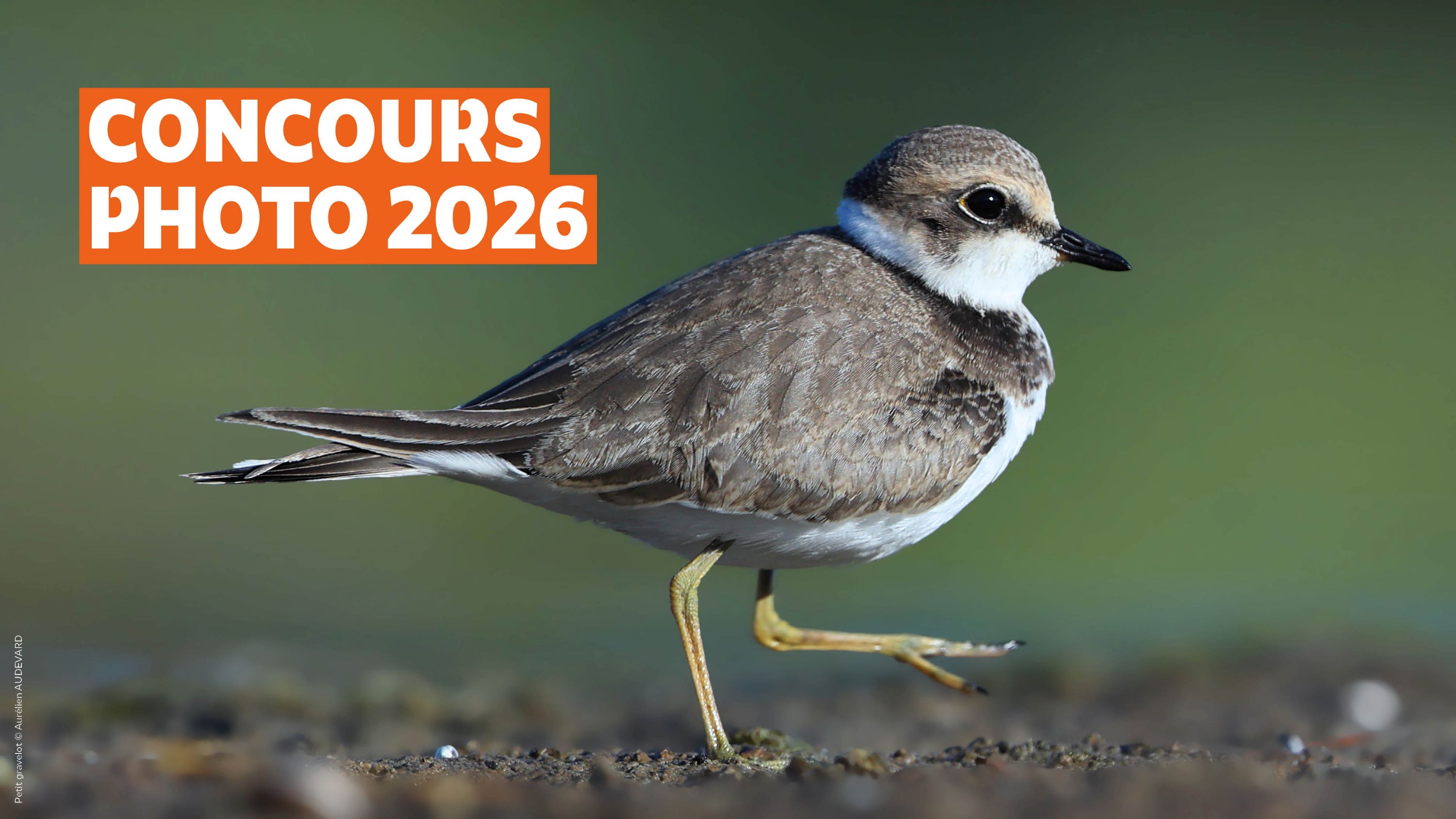 Petit gravelot © Aurélien Audevard