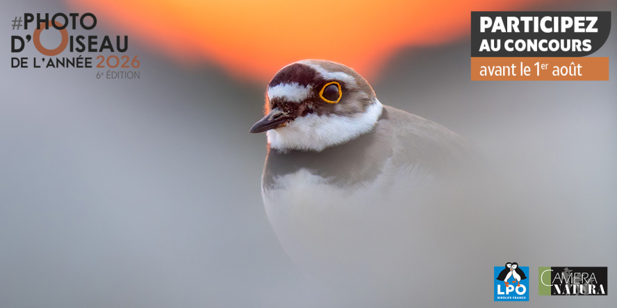 Concours Photo d'Oiseau de l'Année 2026 © Visuel LPO