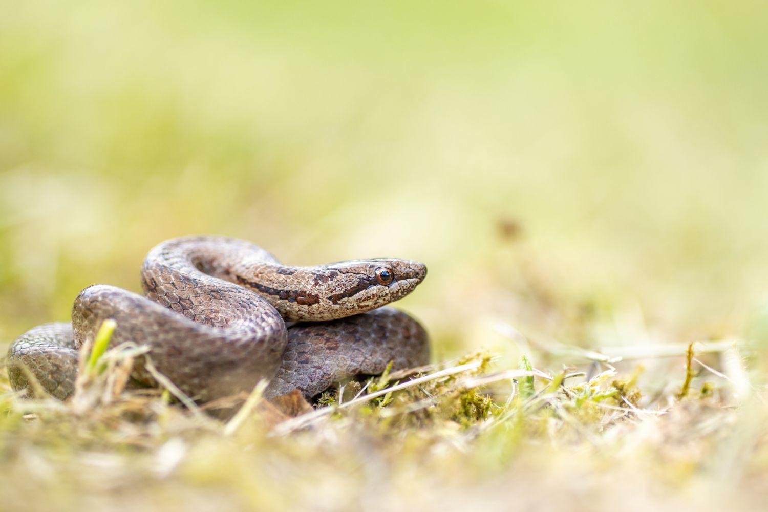 Coronelle lisse © Nicolas Bastide