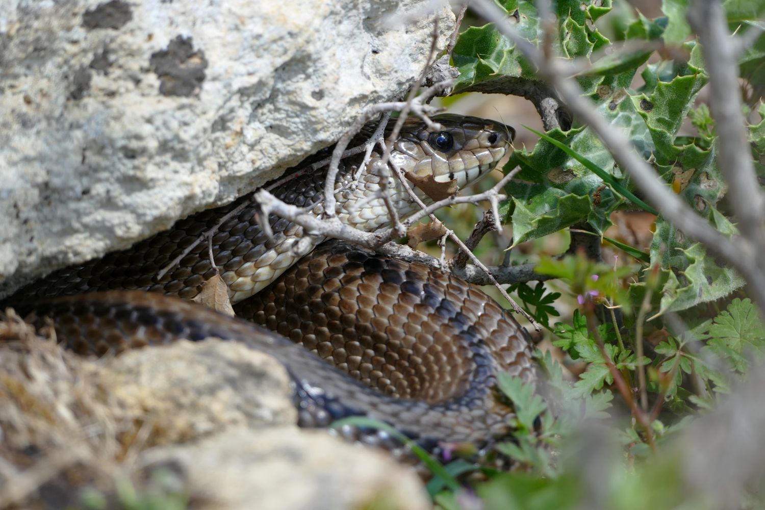 Couleuvre à échelons © Nicolas Fuento