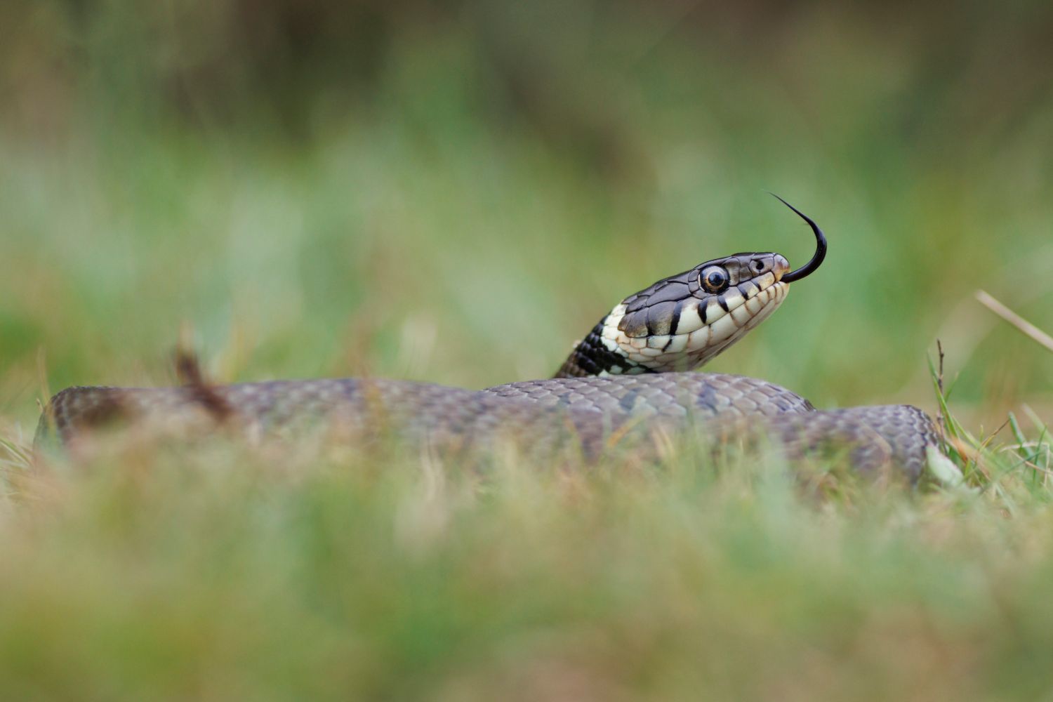 Couleuvre helvétique © Nicolas Bastide