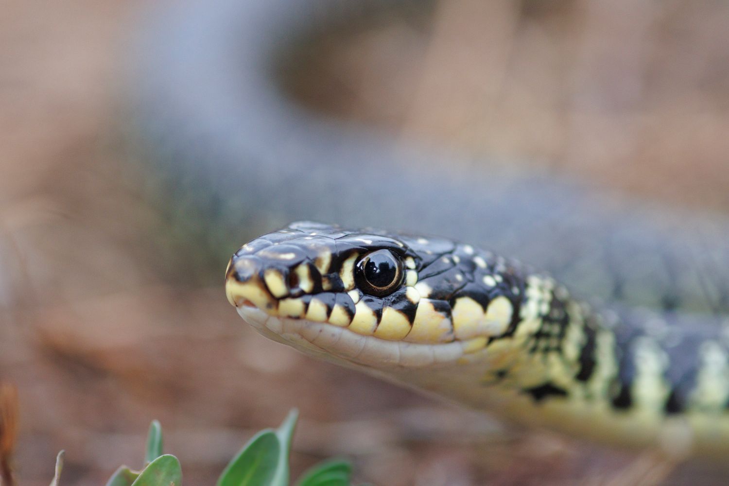 Couleuvre verte et jaune © Nicolas Bastide