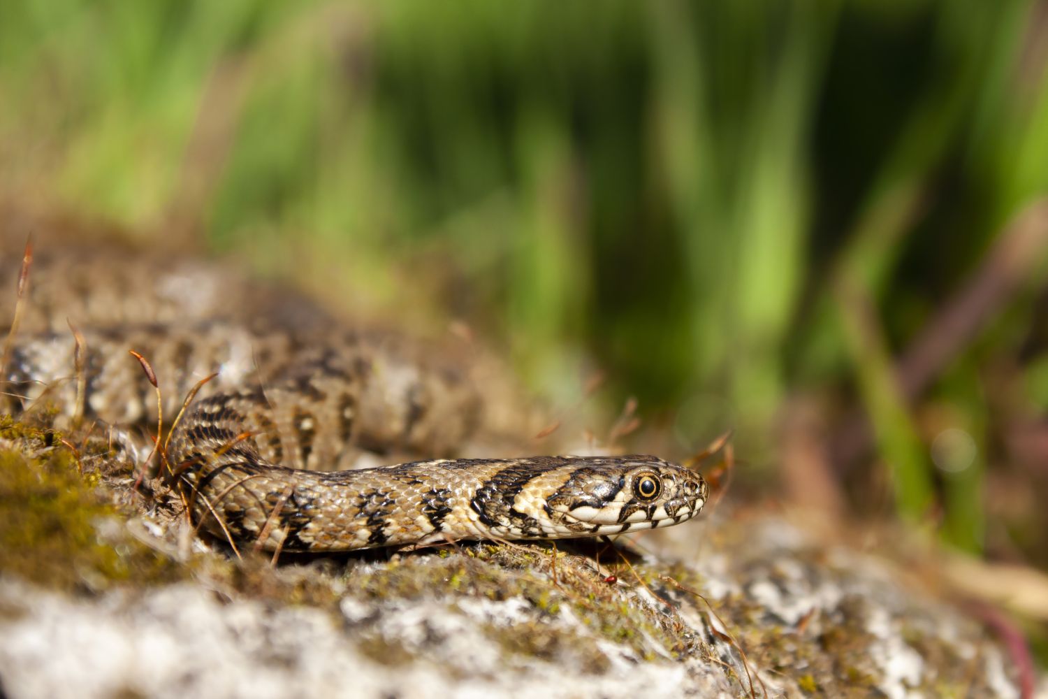 Couleuvre vipérine © Nicolas Bastide