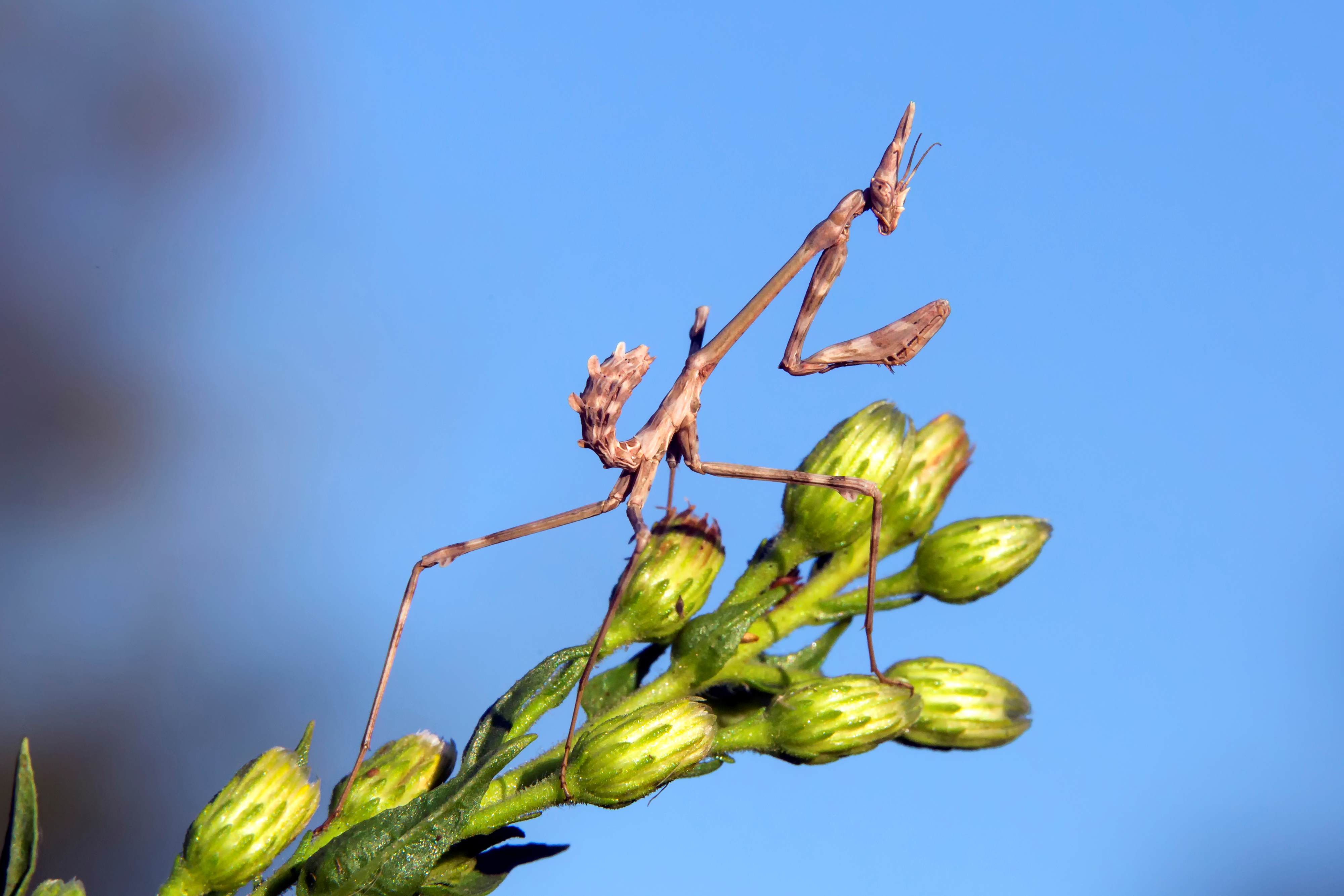 Un Diablotin © André Simon Un Diablotin © André Simon