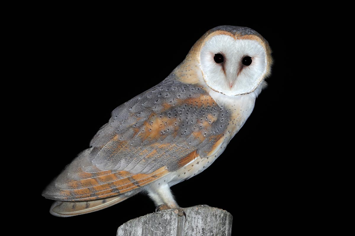 Effraie des clochers - Aurélien AUDEVARD