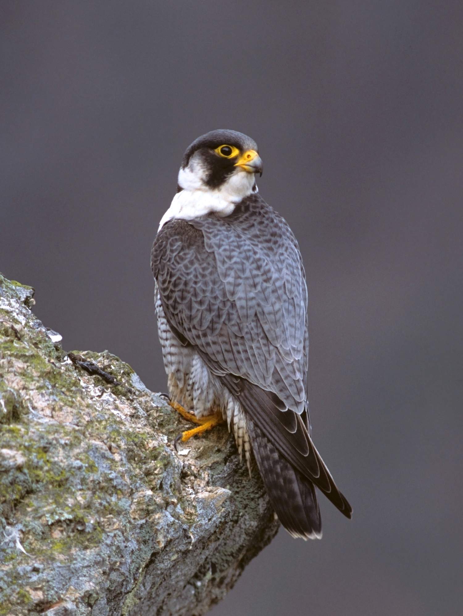 faucon pelerin christian aussaguel