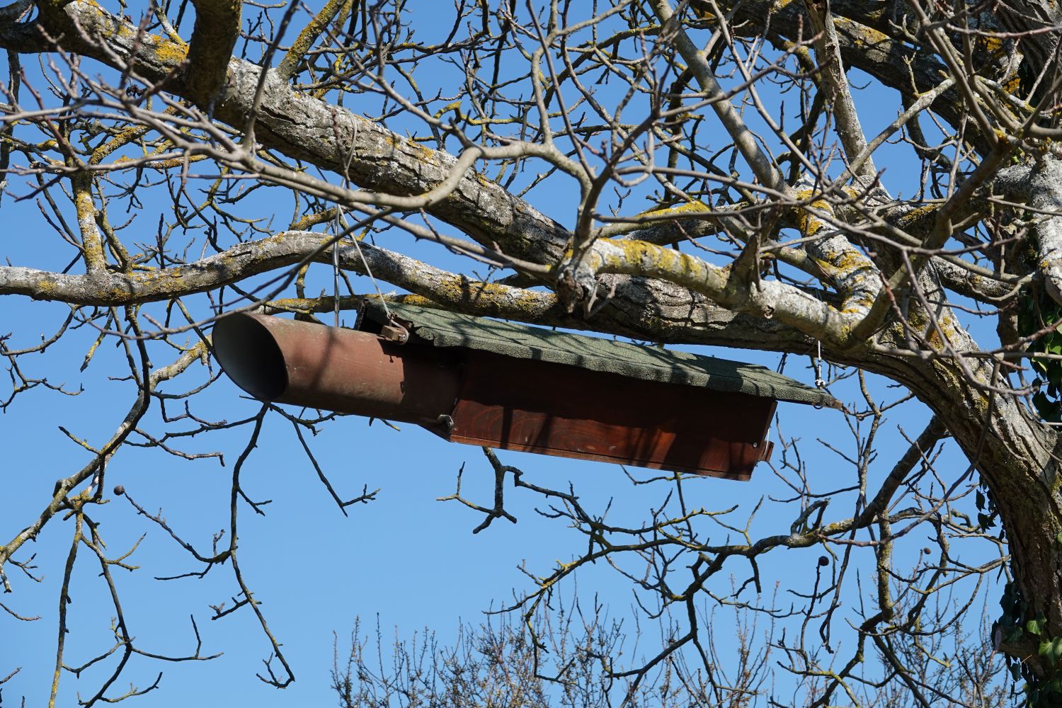 Suivi nichoirs des Chevêches d'Athéna dans le Vaucluse © Anaëlle Francia