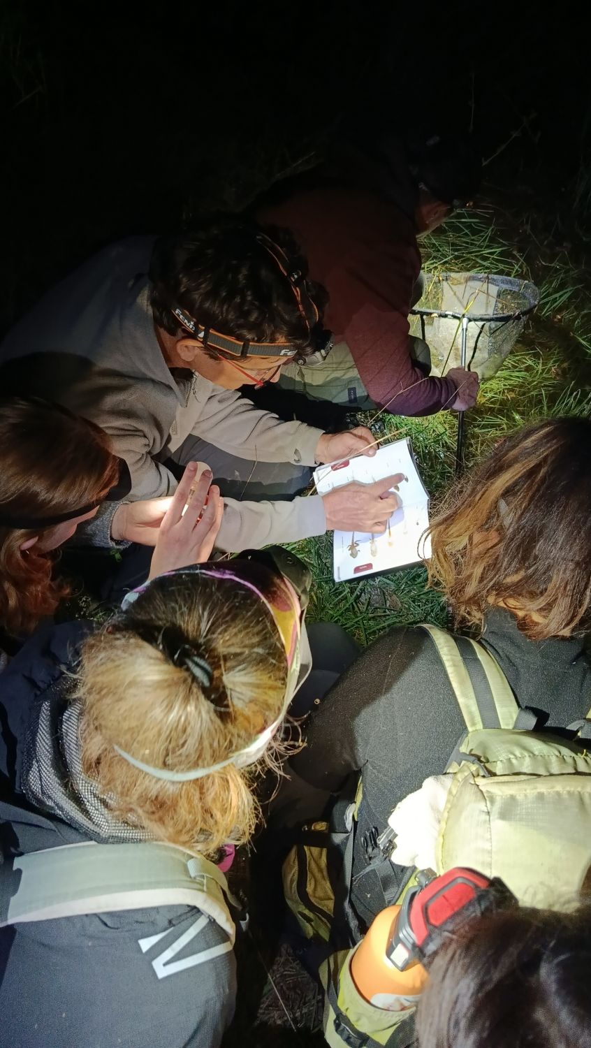 Formation amphibiens © LPO PACA