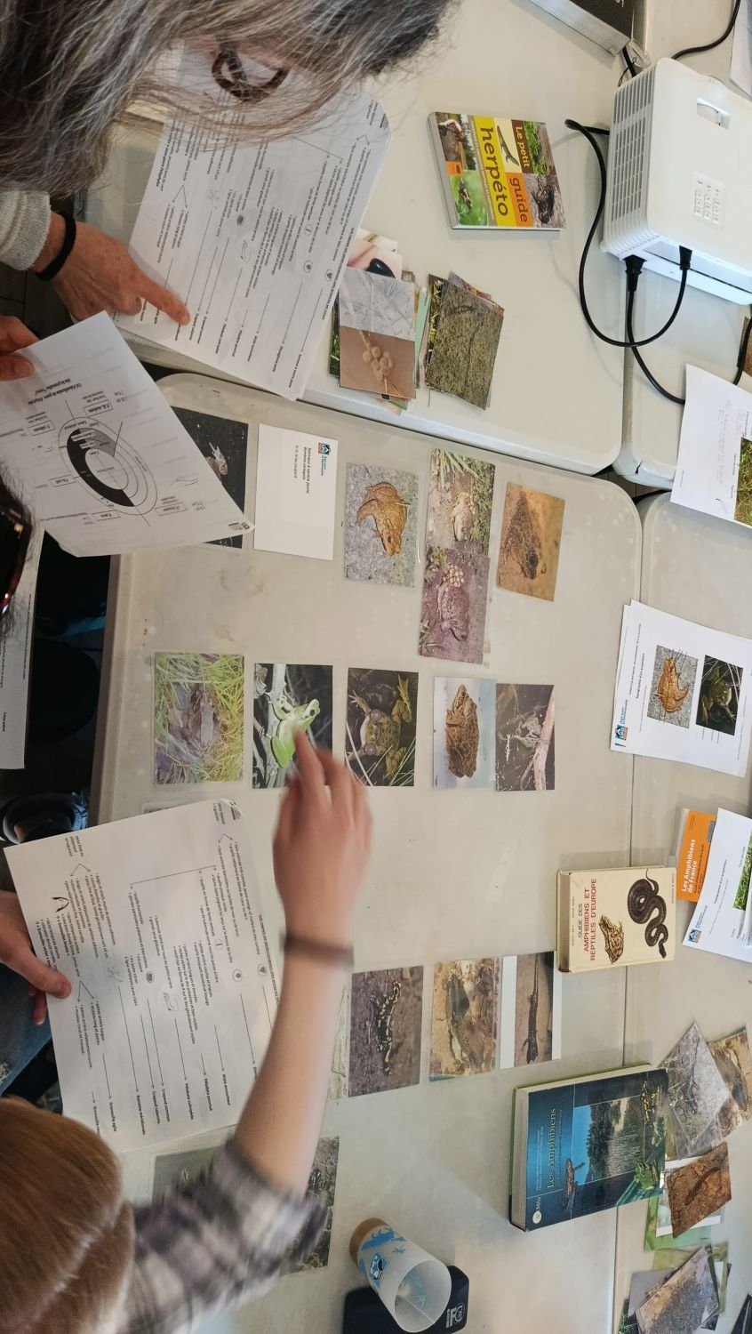 Formation amphibiens © LPO PACA
