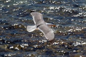 Goéland leucophée © André SIMON