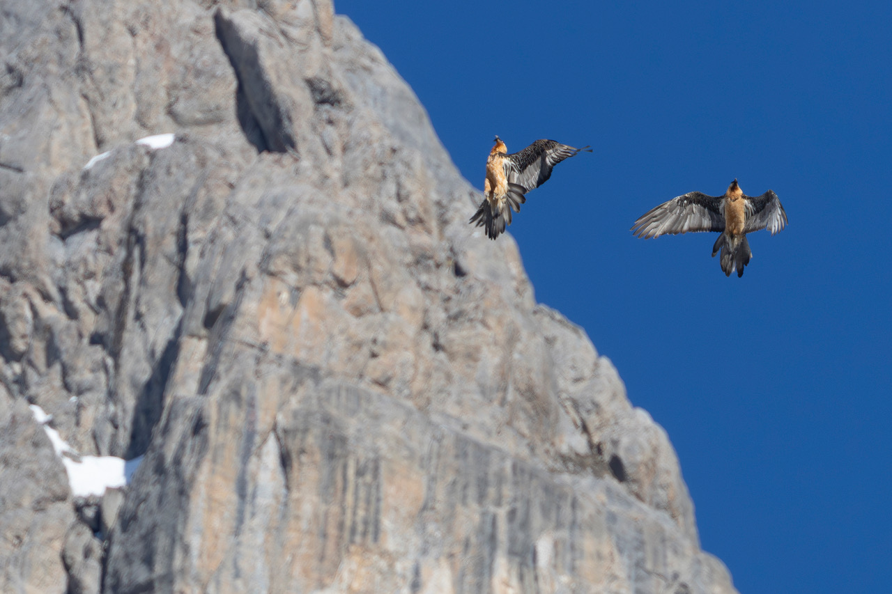 Gypaètes barbus © Steeve Peyron Gypaètes barbus © Steeve Peyron