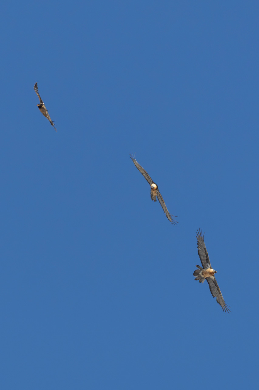 Gypaètes barbus © Steeve Peyron Gypaètes barbus © Steeve Peyron