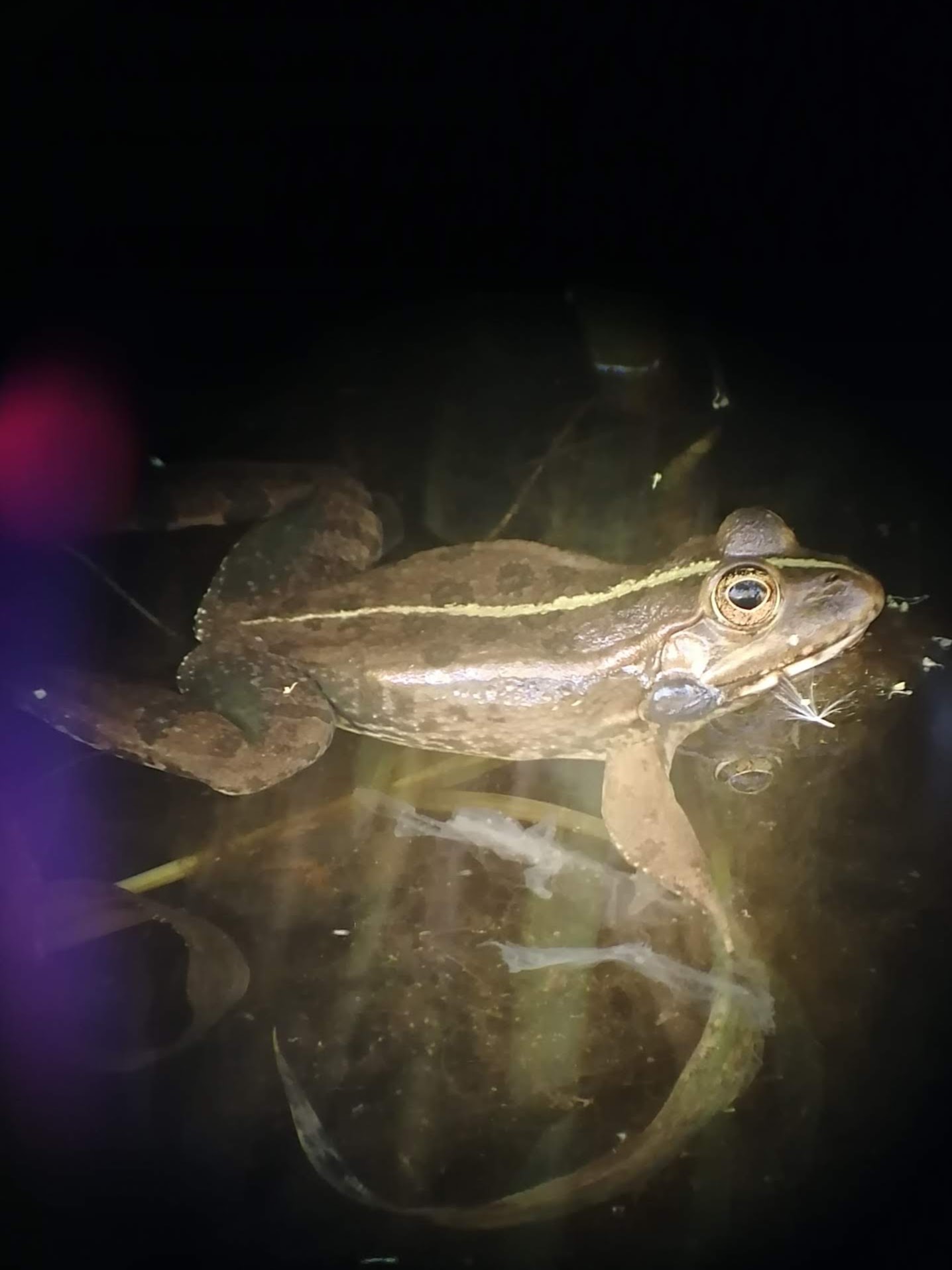Grenouille verte observée lors de la séquence terrain (c) Rose Bergeron