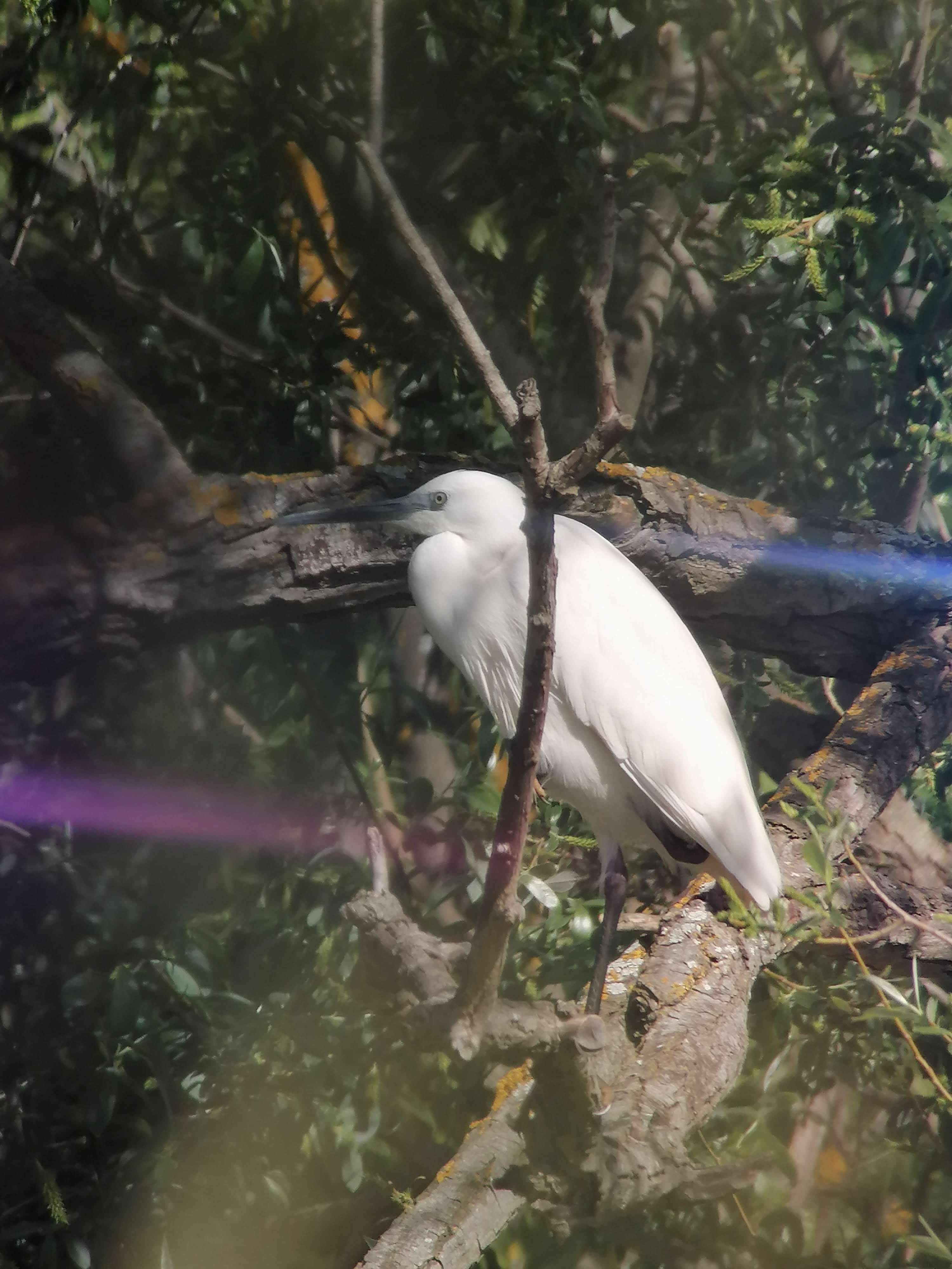 Aigrette garzette © Rose Bergeron