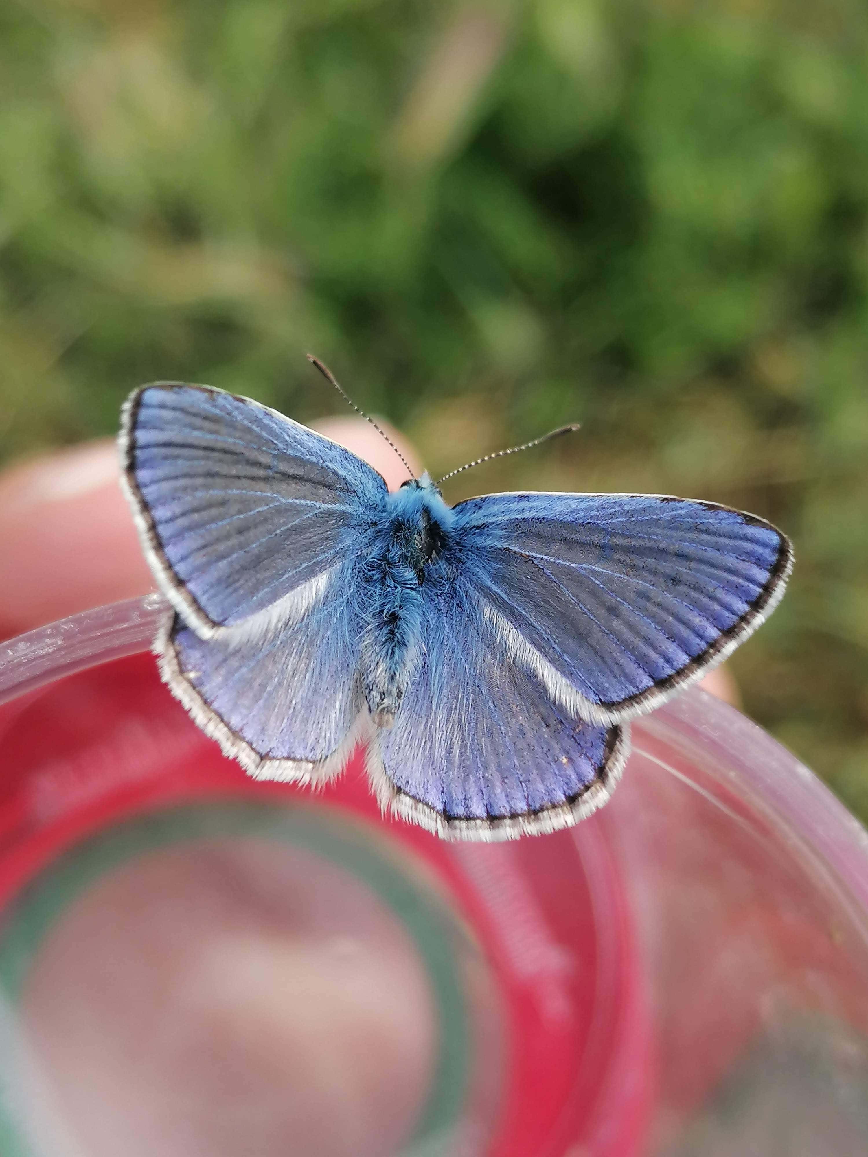 Azuré commun © Rose Bergeron