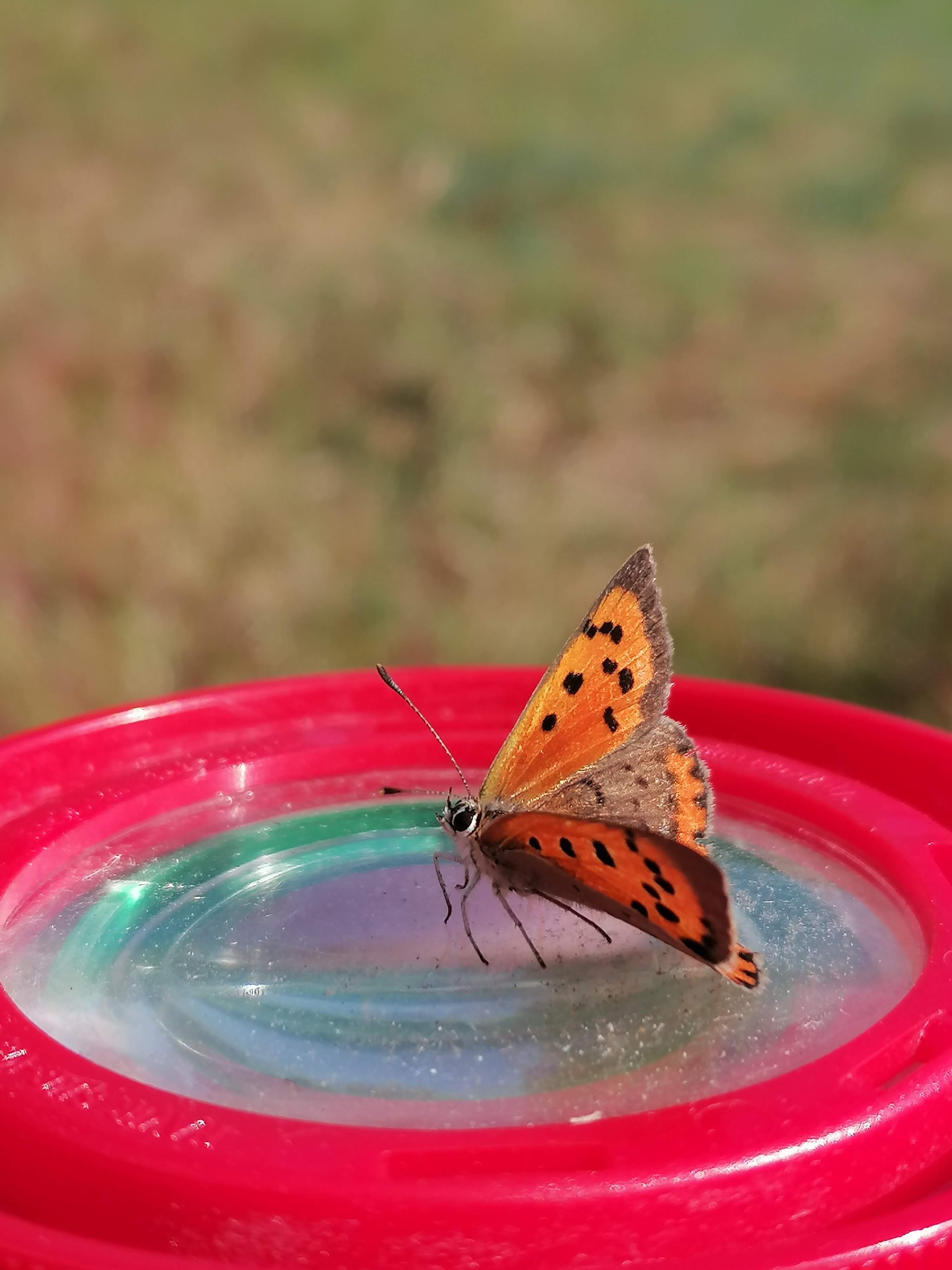 Cuivré commun © Rose Bergeron