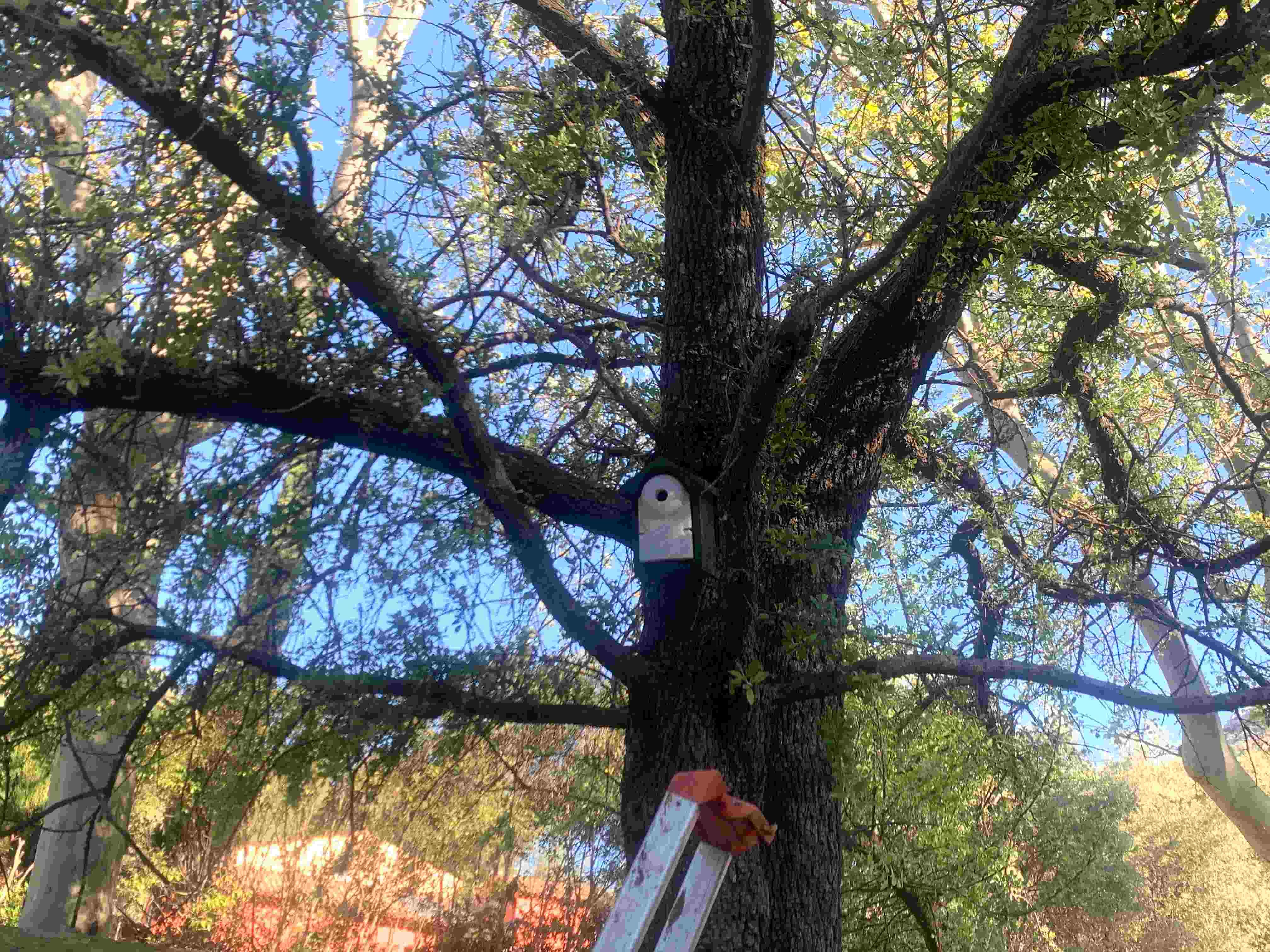 Un nichoir à mésange © LPO PACA