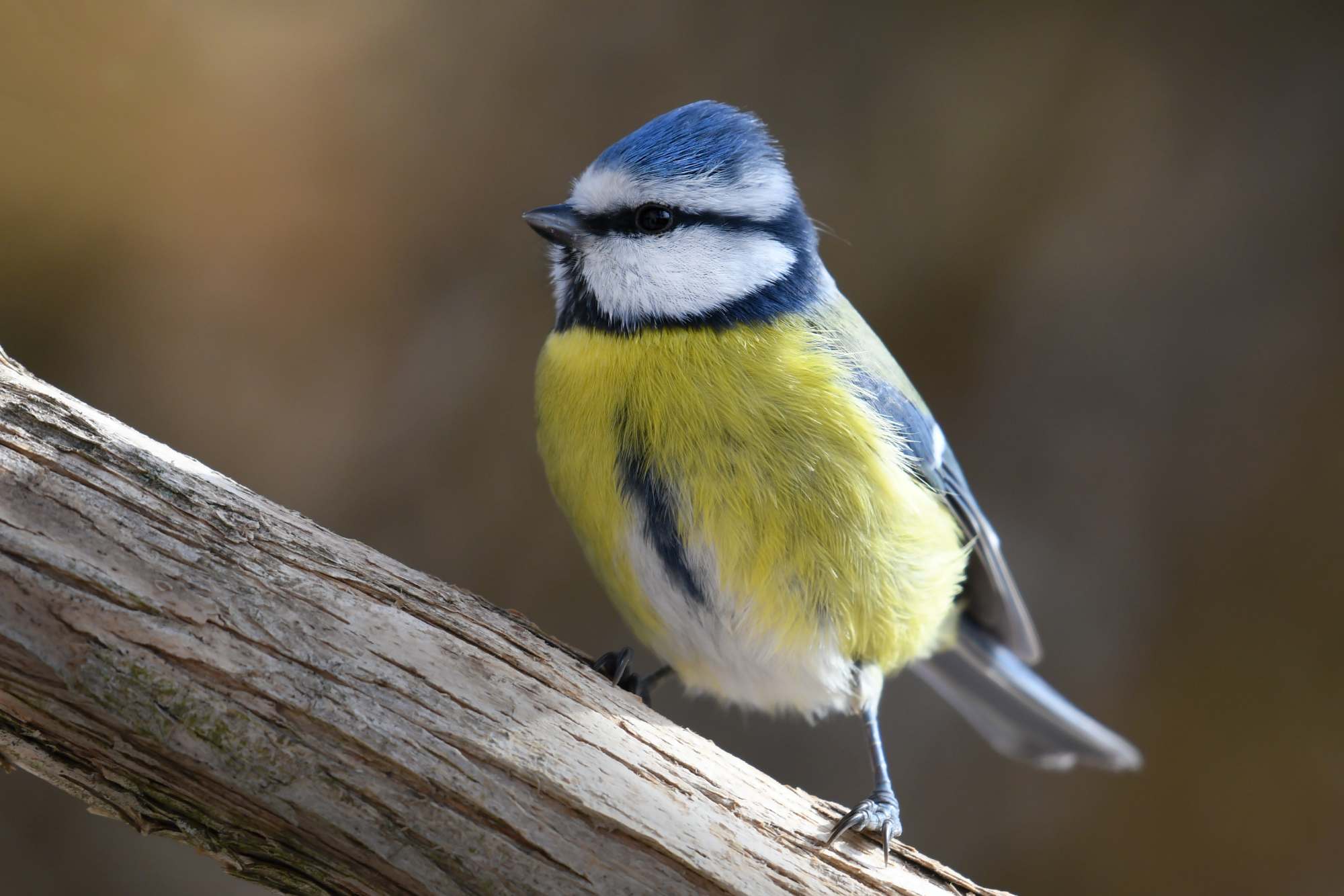 Mésange bleue © Gregory Delaunay