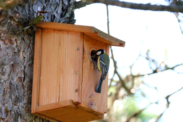 Nichoir type "boîte à lettres" et Mésange charbonnière © Jérôme Hubert
