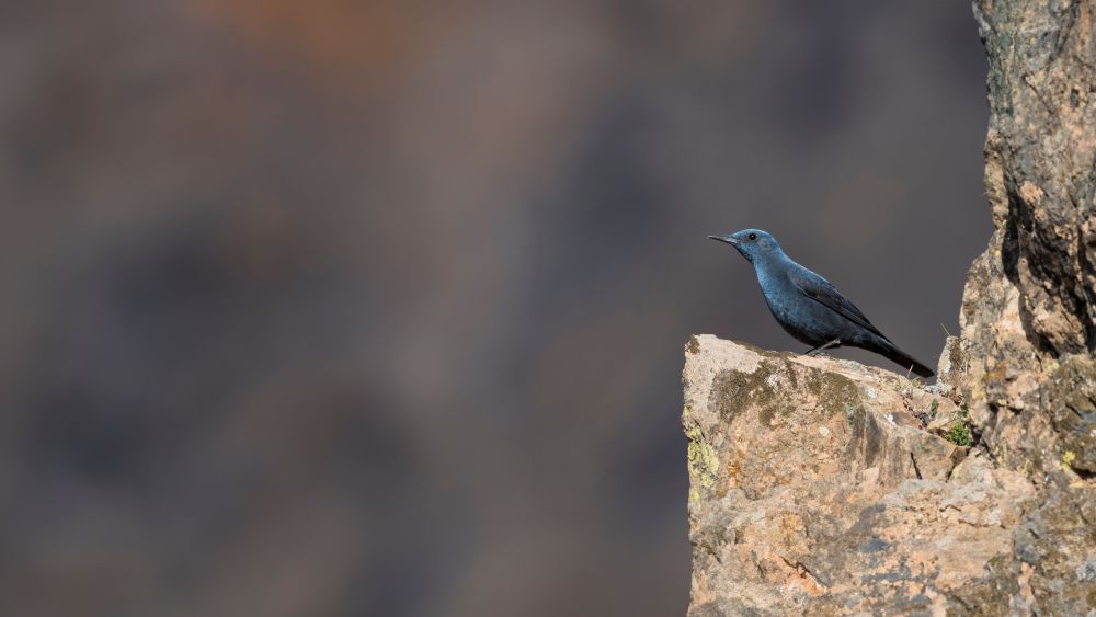 Monticole bleu © Martin Steenhaut