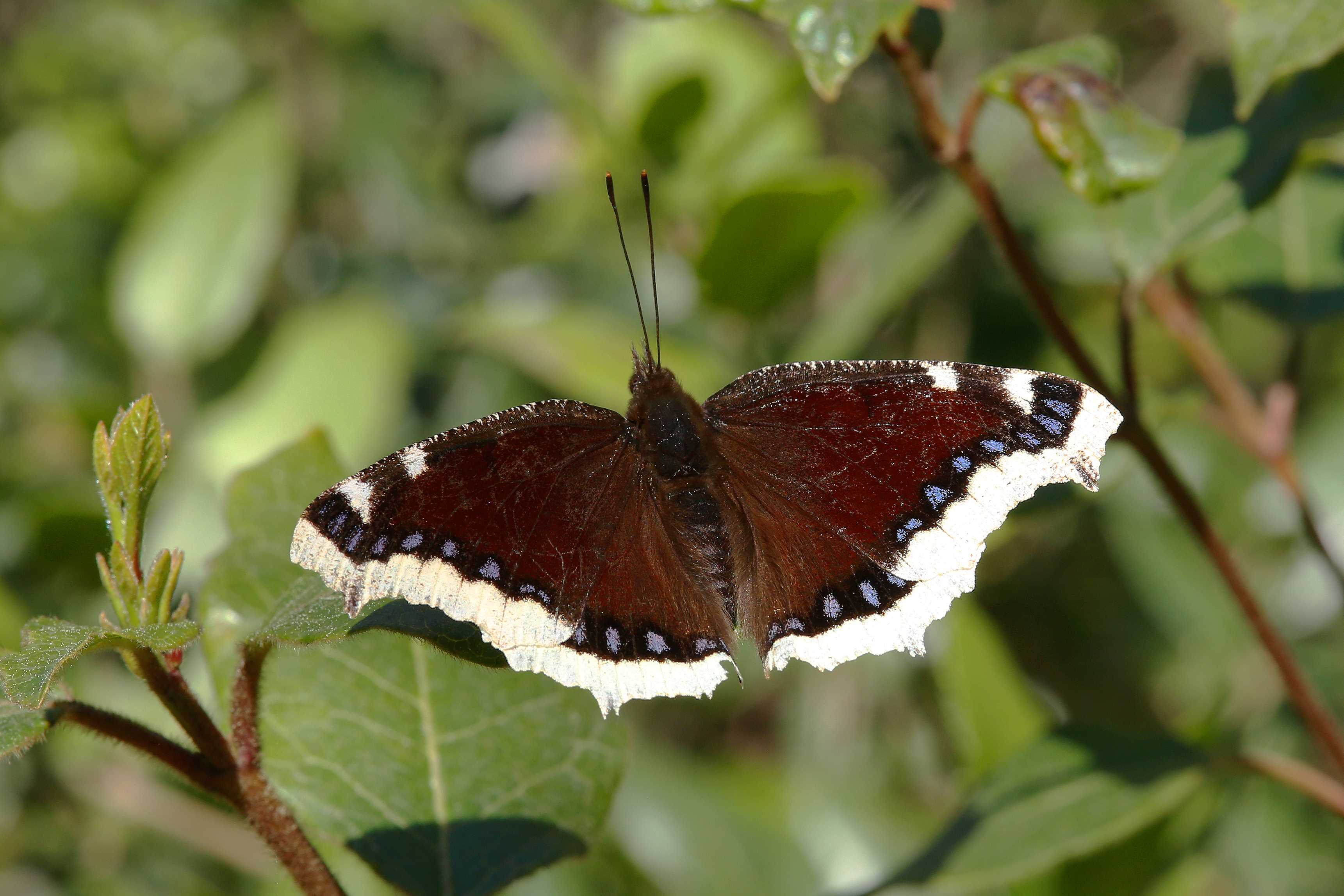 Un Morio © Alexandre Van Der Yeught Un Morio © Alexandre Van Der Yeught