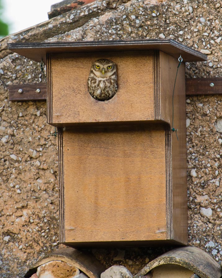 Nichoir occupé par un couple de Chevêches d'Athéna - Martin STEENHAUT