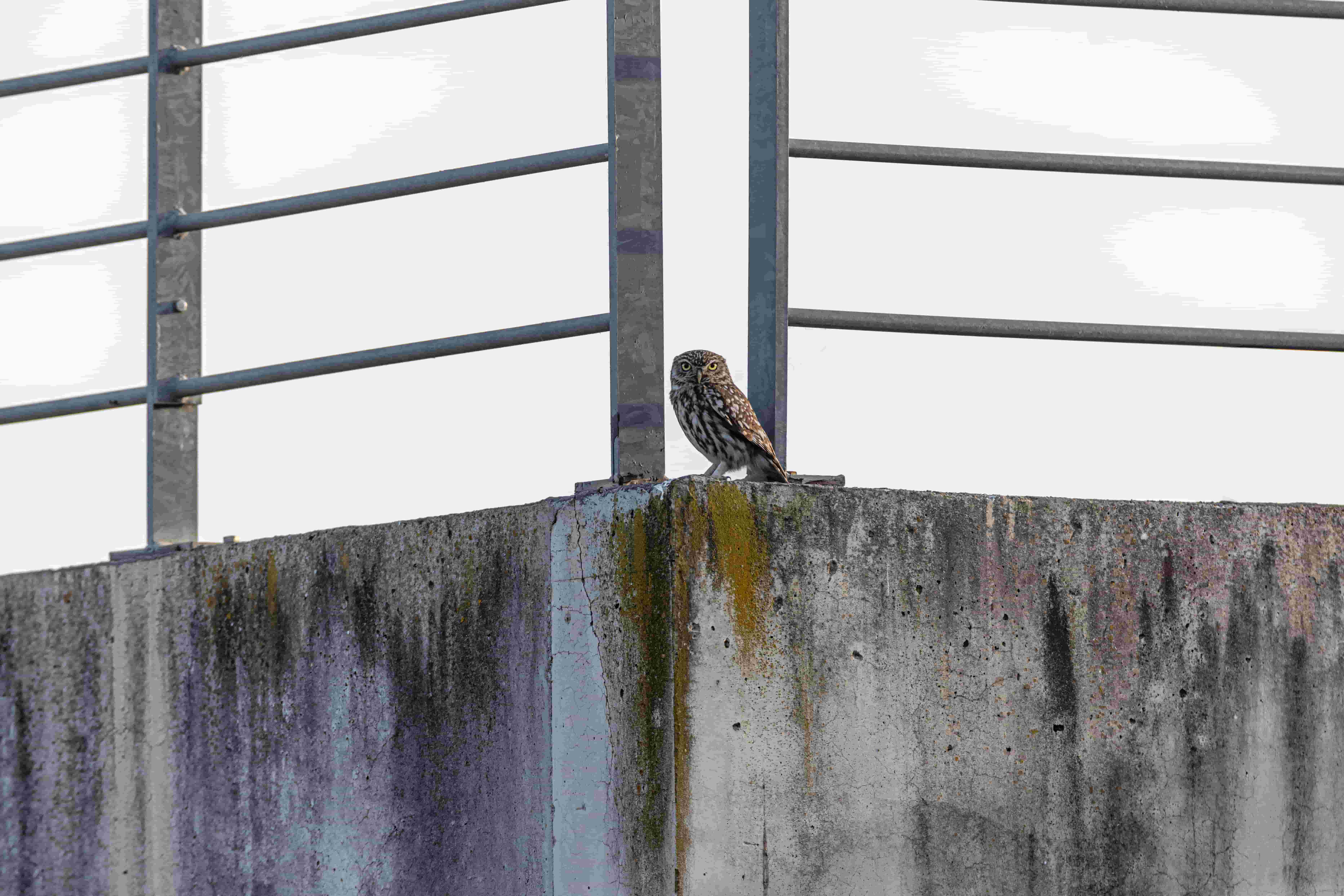 Chevêche d'Athéna © Nicolas De Vaulx