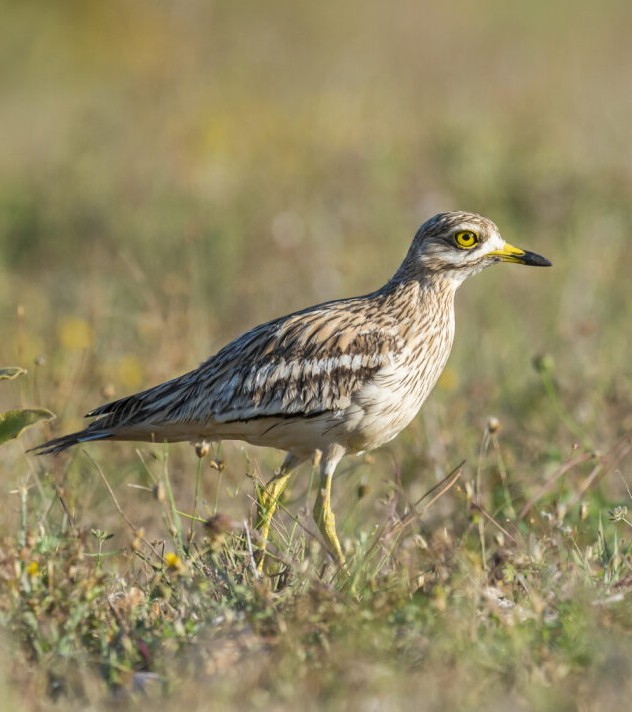Oedicnème criard ©Martin Steenhaut